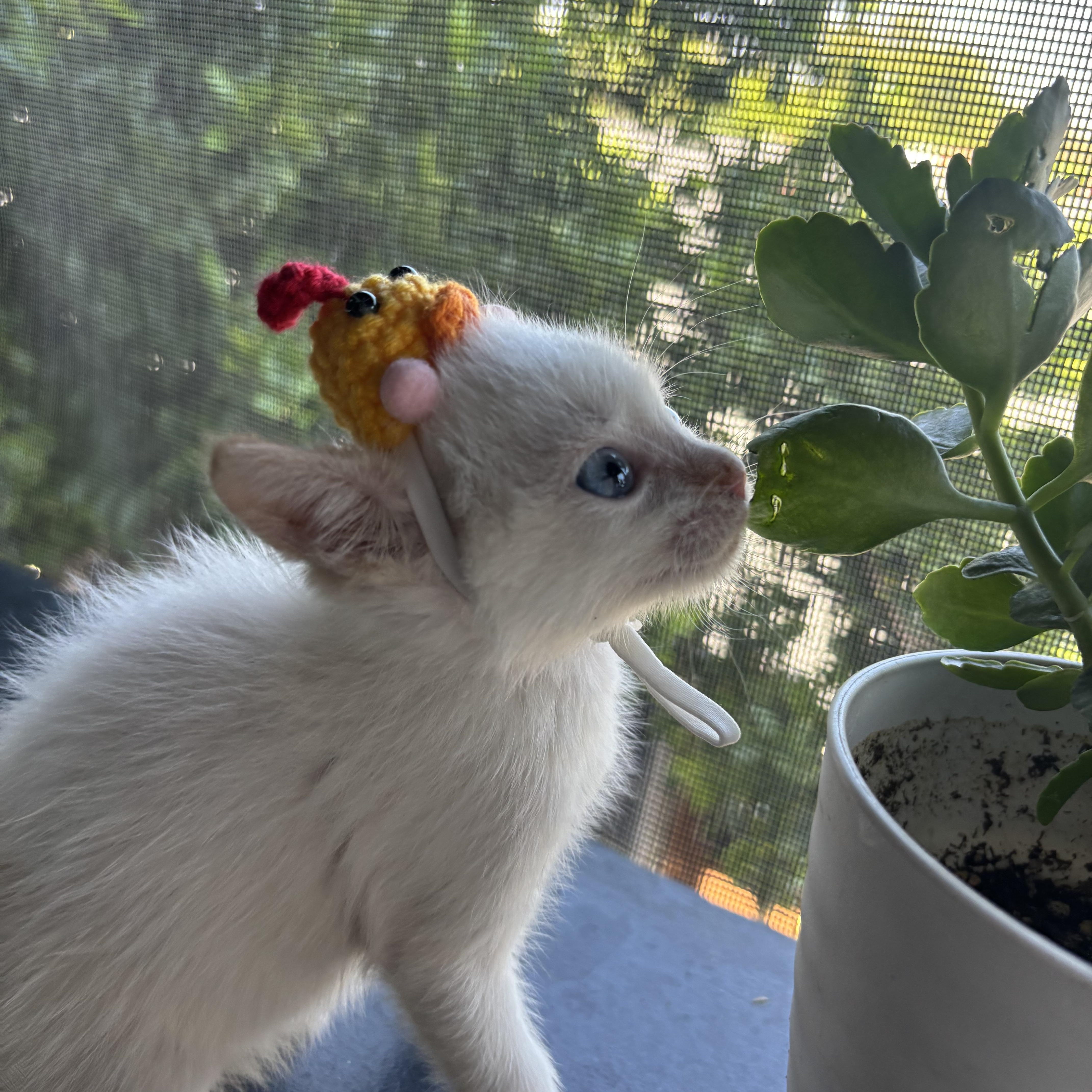 Enlarge Oaxaca , a ADOPTABLE Siamese in Costa Mesa, CA image 4/4