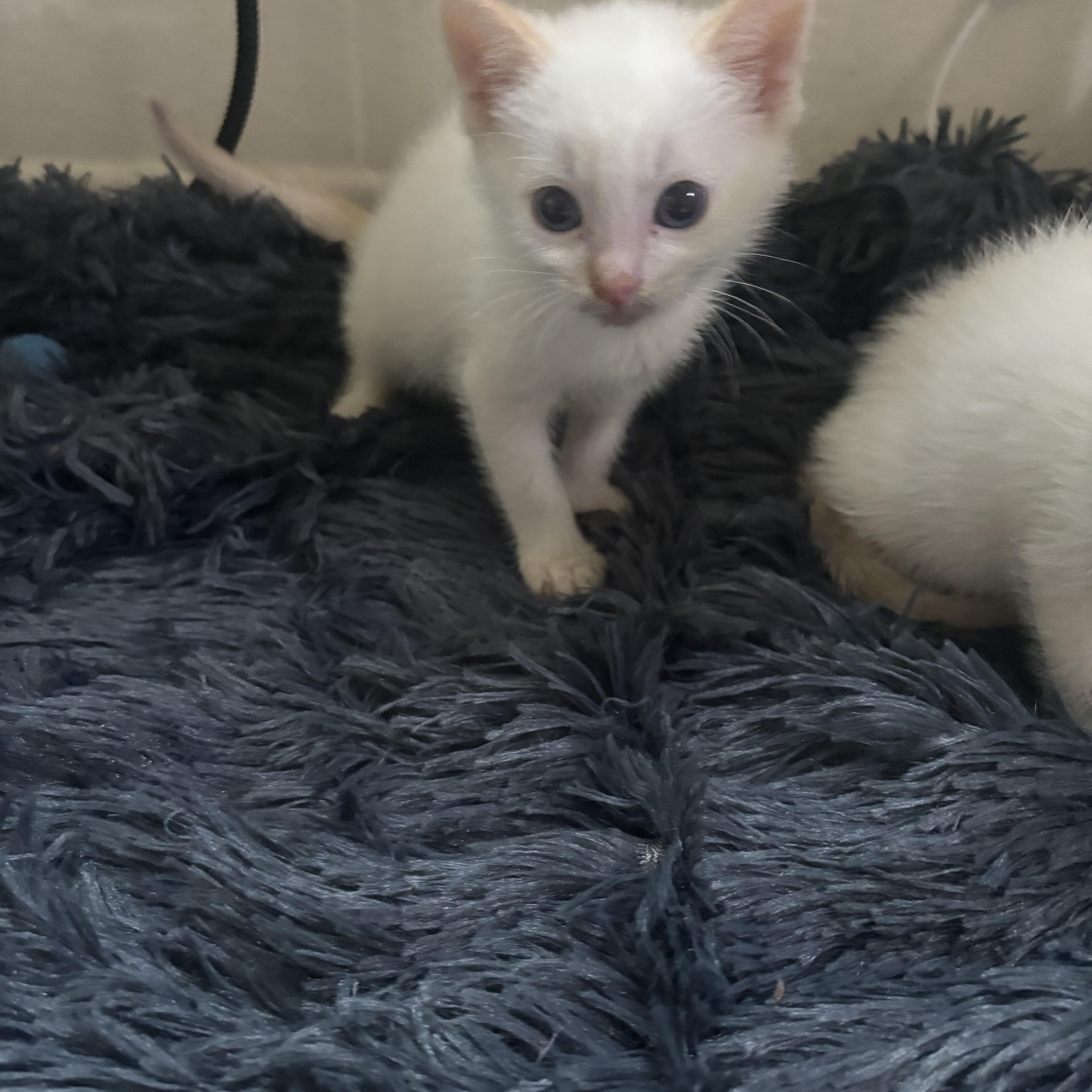 Enlarge Oaxaca , a ADOPTABLE Siamese in Costa Mesa, CA image 2/4