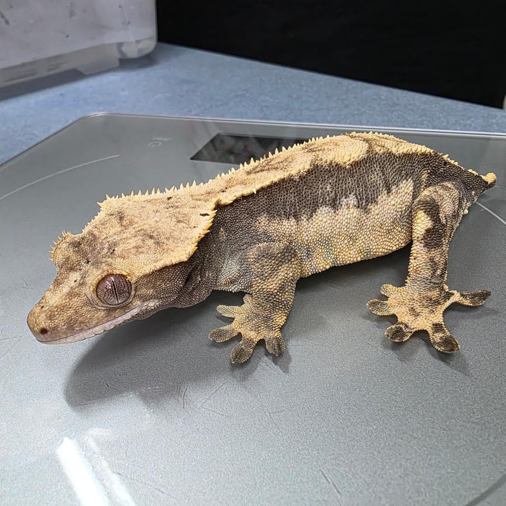 Pudge, Adoptable, Adult Female Gecko.