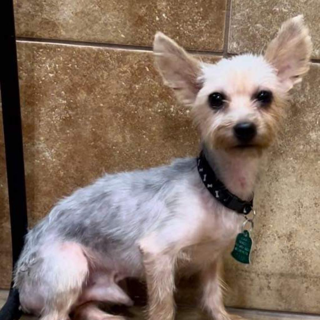Enlarge Prince (Dallas), a Adoptable Yorkshire Terrier in Houston, TX image 1/5