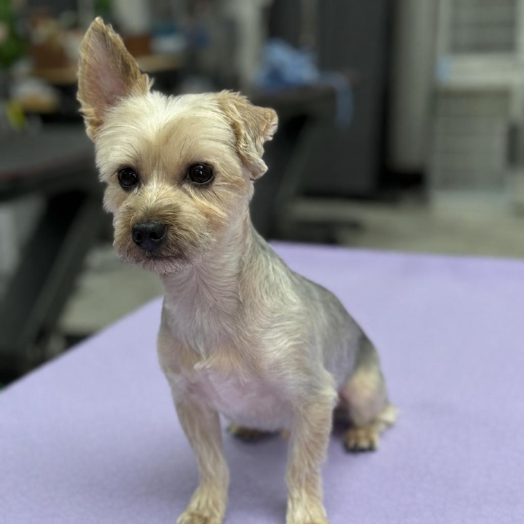 Enlarge Prince (Dallas), a Adoptable Yorkshire Terrier in Houston, TX image 2/5