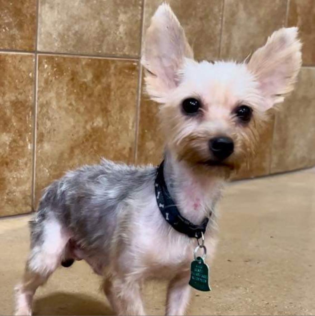 Enlarge Prince (Dallas), a Adoptable Yorkshire Terrier in Houston, TX image 3/5