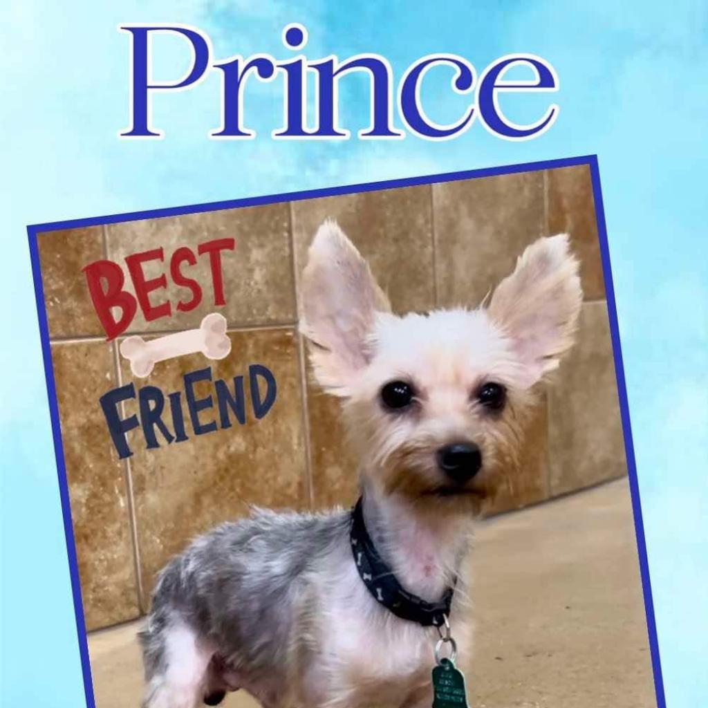 Enlarge Prince (Dallas), a Adoptable Yorkshire Terrier in Houston, TX image 5/5