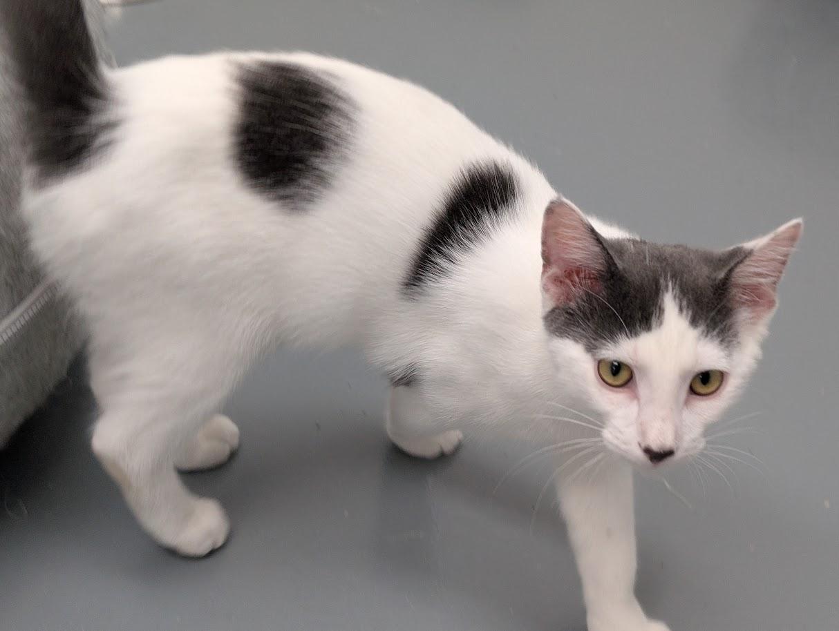 Enlarge MANNY, a Adopted Domestic Short Hair in Carthage, IL image 5/6