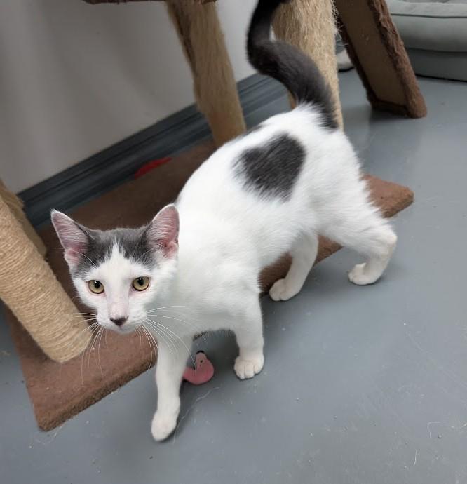 Enlarge MANNY, a Adopted Domestic Short Hair in Carthage, IL image 4/6