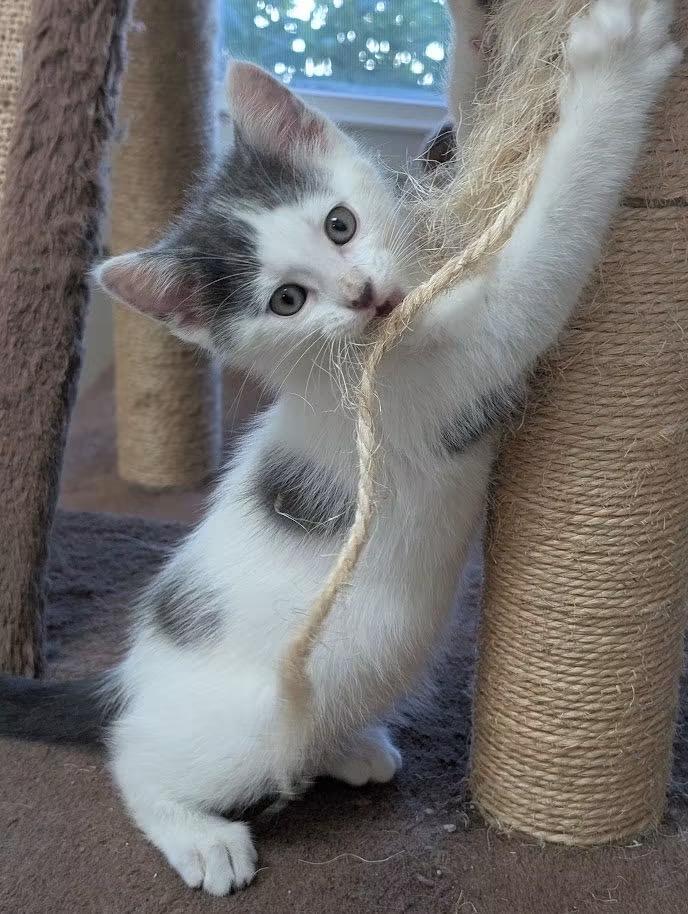 MANNY, ADOPTABLE, Kitten Male Domestic Short Hair.