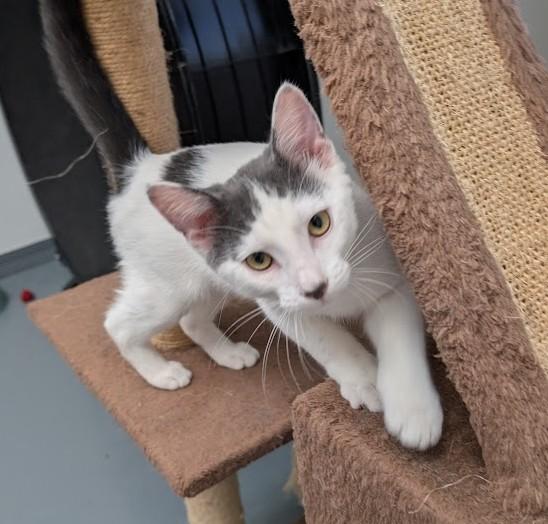 Enlarge MANNY, a Adopted Domestic Short Hair in Carthage, IL image 3/6
