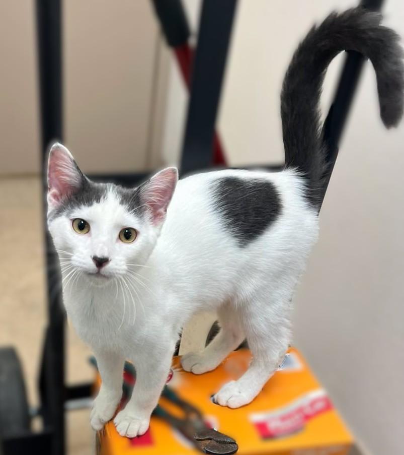 MANNY, Adopted, Young Male Domestic Short Hair.