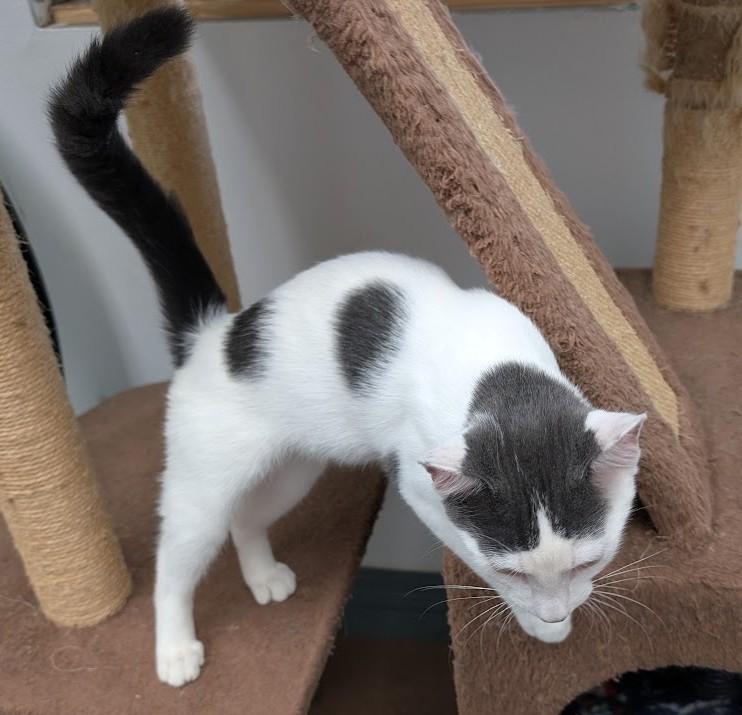 Enlarge MANNY, a Adopted Domestic Short Hair in Carthage, IL image 6/6
