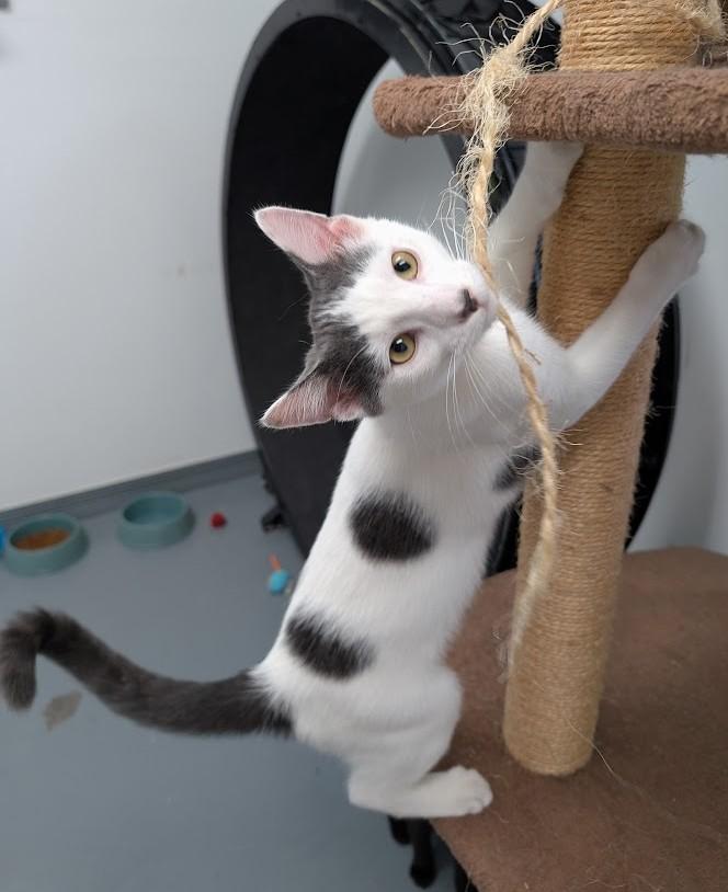Enlarge MANNY, a Adopted Domestic Short Hair in Carthage, IL image 2/6