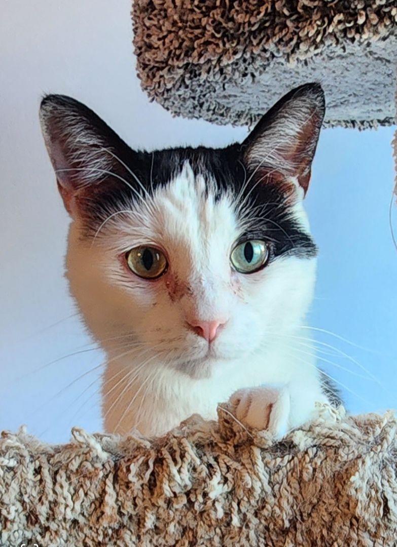 Hickory MT 0720 (bonded w/ Spruce), Adoptable, Adult Male Domestic Short Hair.