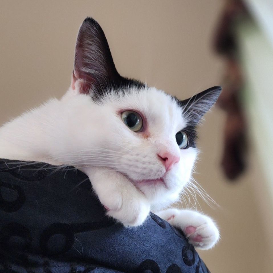 Hickory MT 0720 (bonded w/ Spruce), a Adoptable Domestic Short Hair in Troy, MI image 3/6