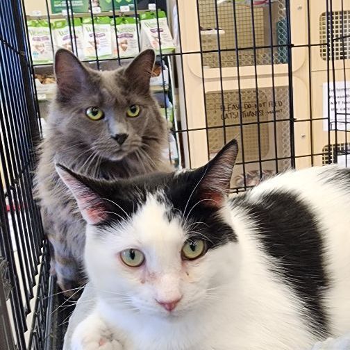 Hickory MT 0720 (bonded w/ Spruce), a Adoptable Domestic Short Hair in Troy, MI image 5/6