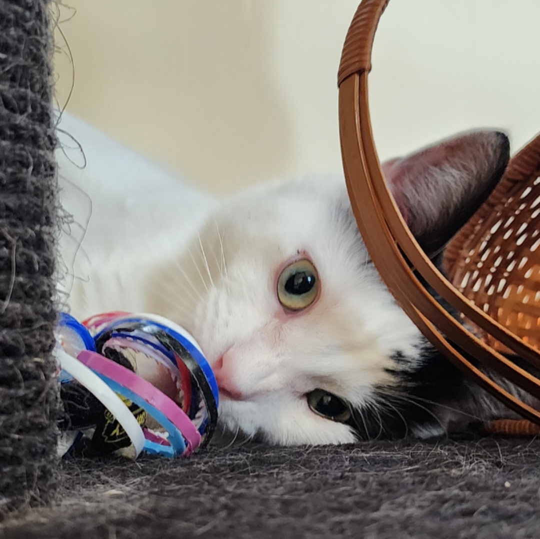 Hickory MT 0720 (bonded w/ Spruce), a Adoptable Domestic Short Hair in Troy, MI image 2/6