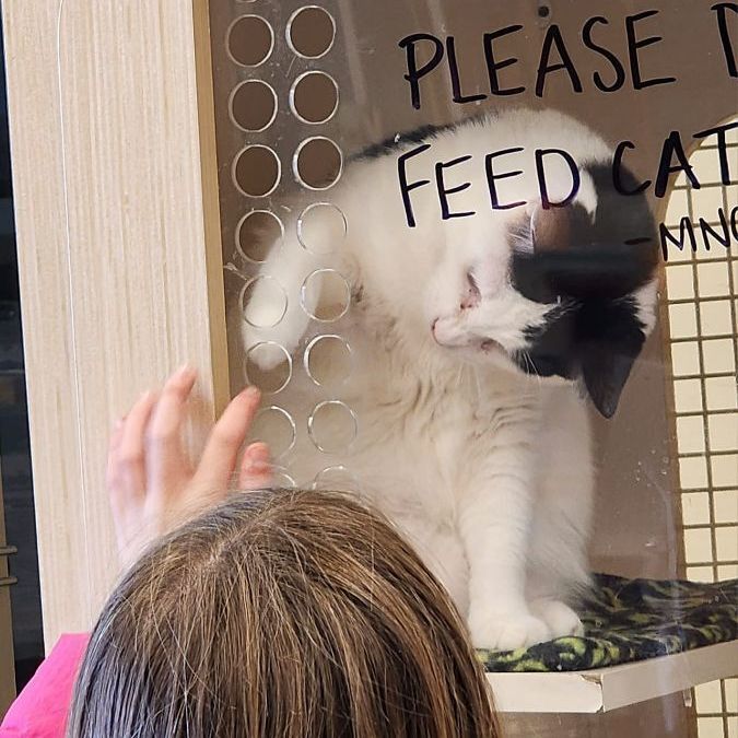 Hickory MT 0720 (bonded w/ Spruce), a Adoptable Domestic Short Hair in Troy, MI image 4/6