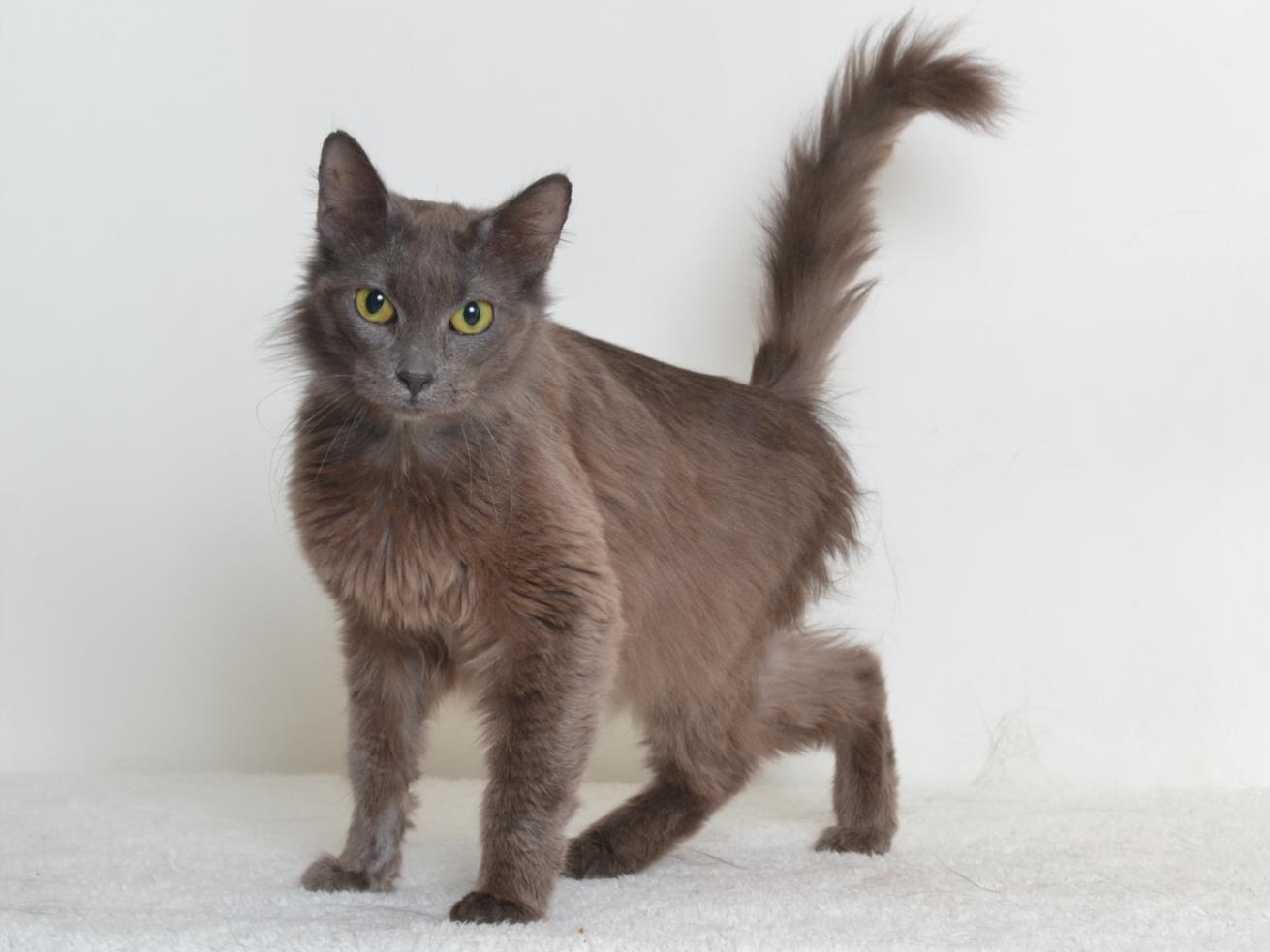BON BON, Adoptable, Adult Female Domestic Medium Hair.