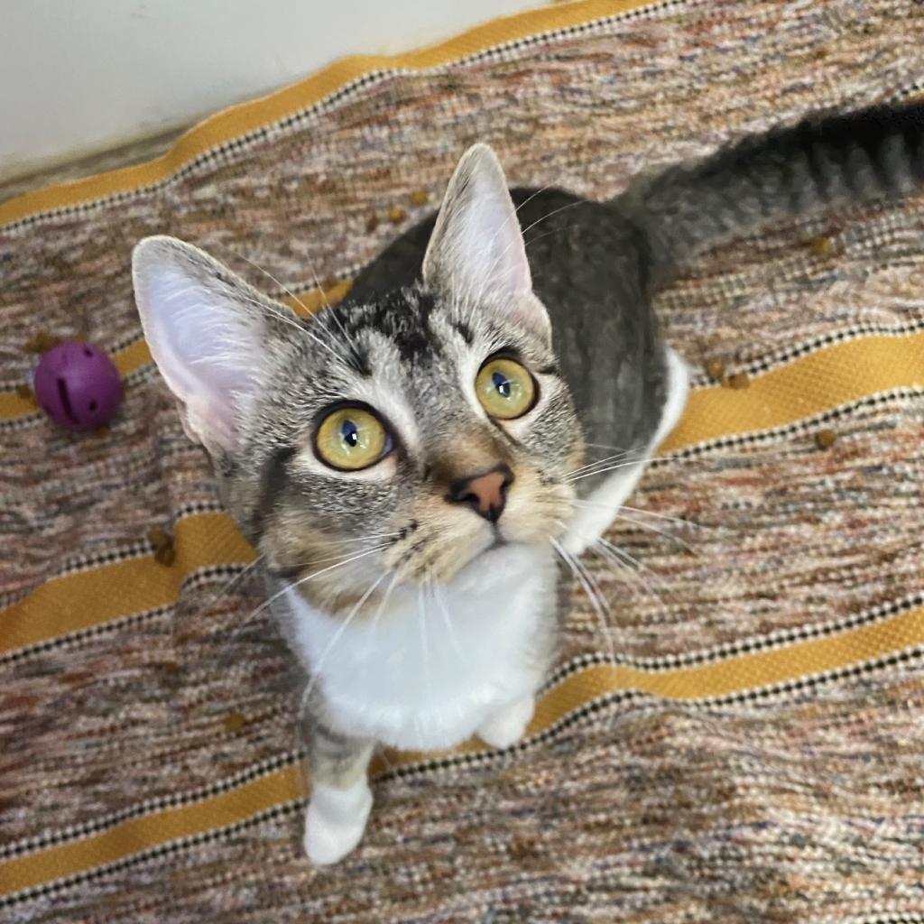 Briar — thumbnail 2