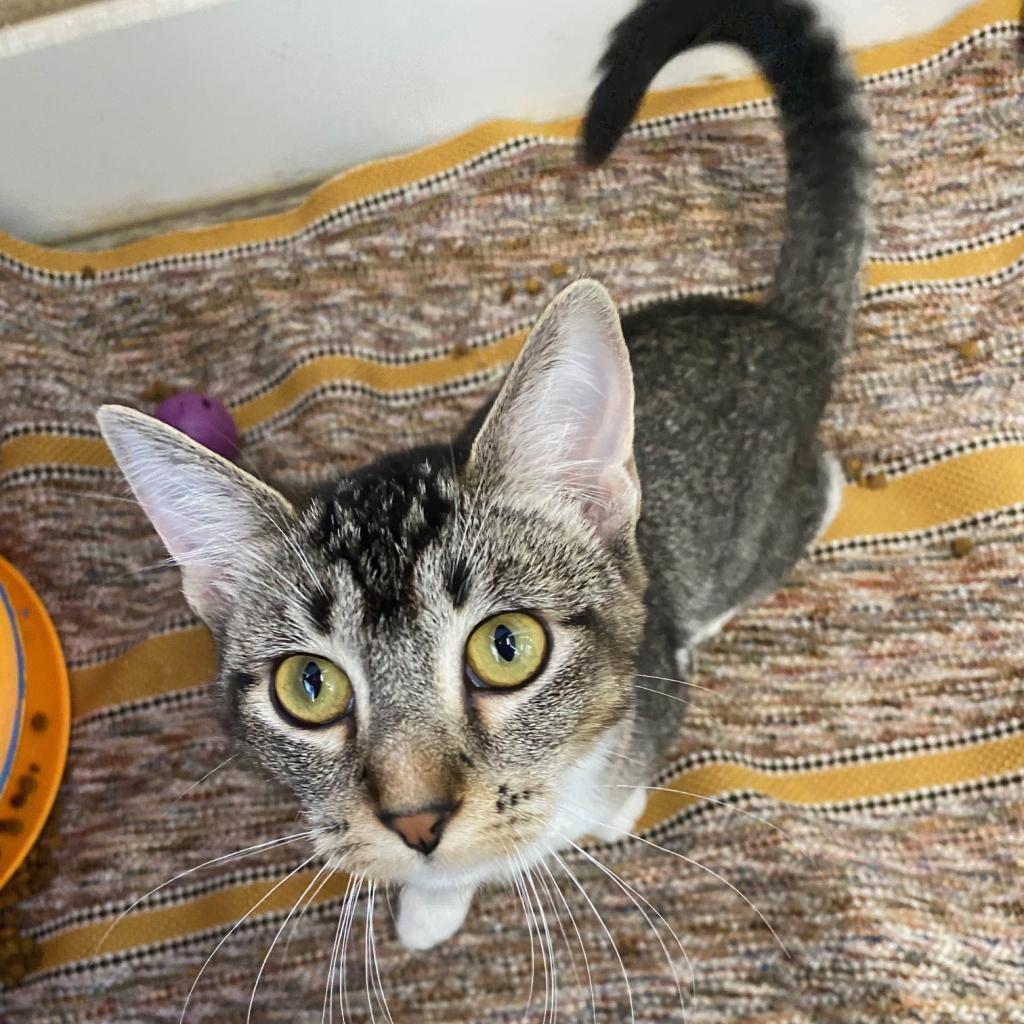 Briar — thumbnail 3