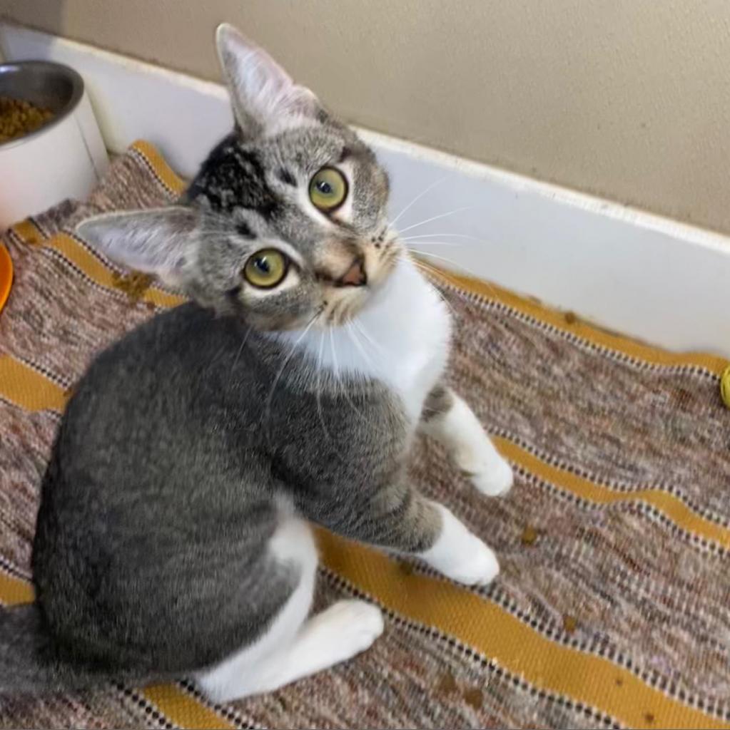 Briar — thumbnail 4