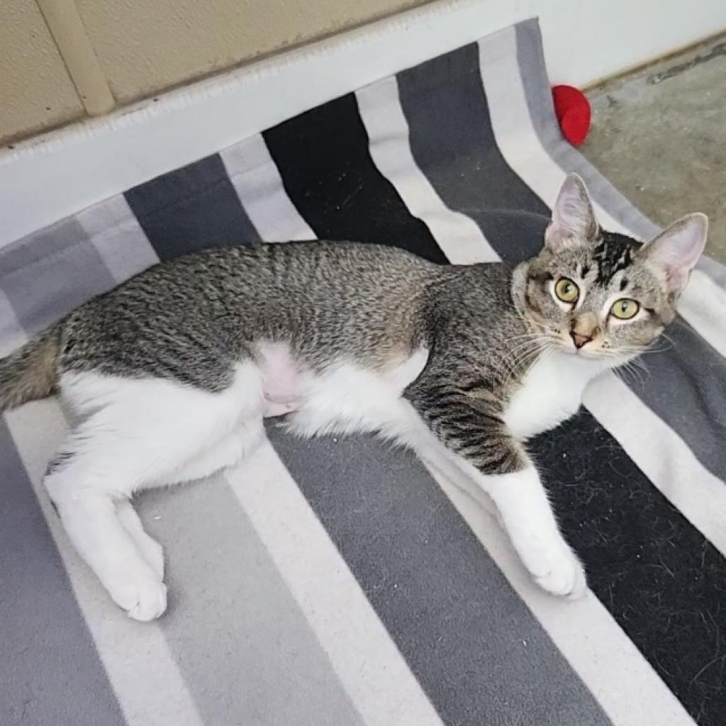 Briar — thumbnail 6