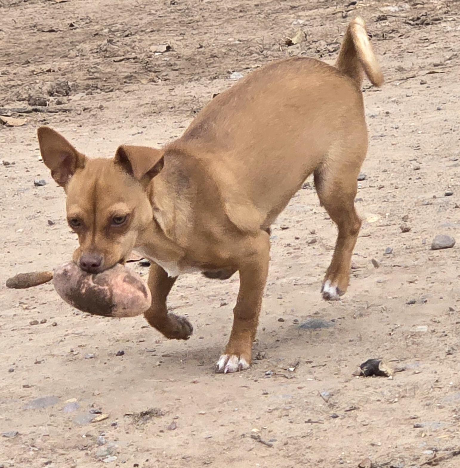**TAFFY, ADOPTABLE, Young Female Italian Greyhound & Chihuahua.