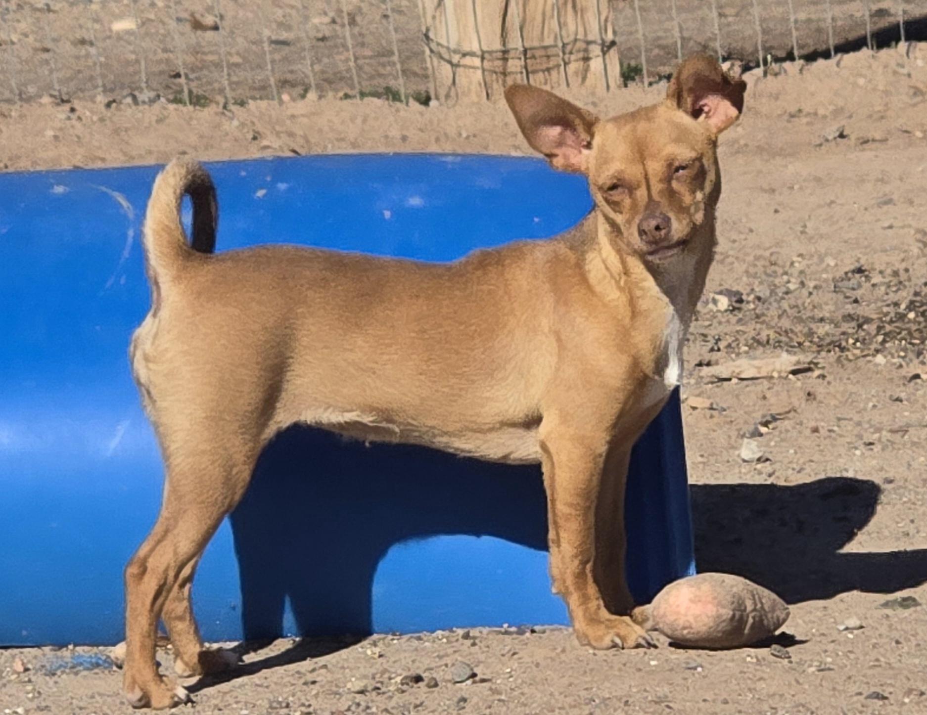 **TAFFY, a ADOPTABLE mixed breed in Peralta, NM image 2/5