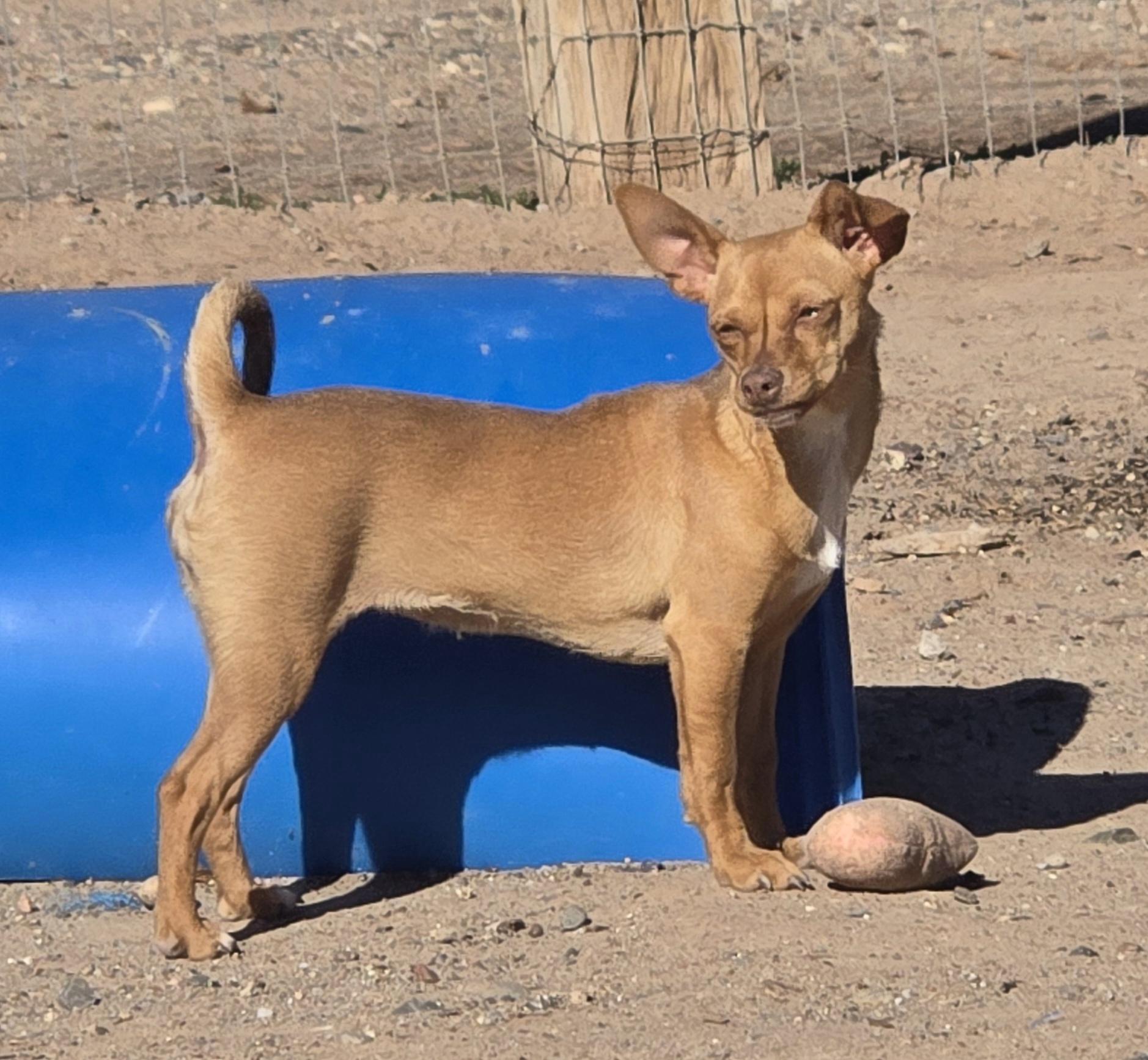 **TAFFY, a ADOPTABLE mixed breed in Peralta, NM image 3/5