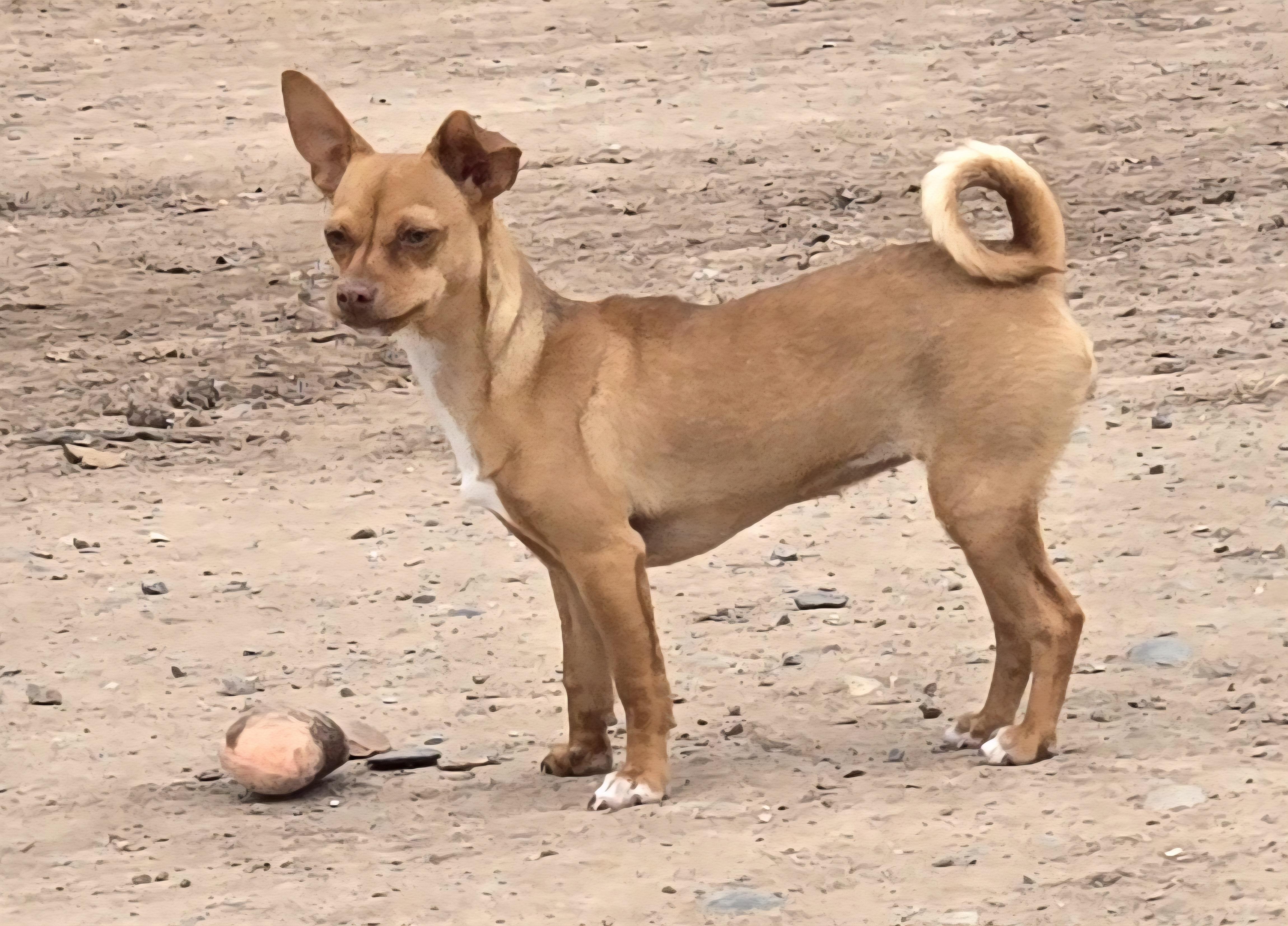 **TAFFY, a ADOPTABLE mixed breed in Peralta, NM image 4/5