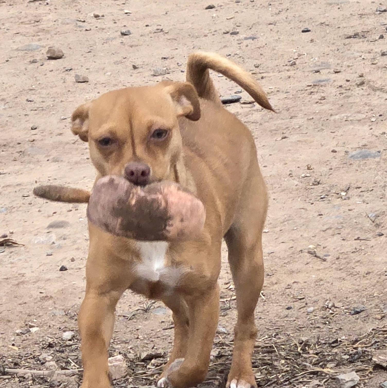**TAFFY, a ADOPTABLE mixed breed in Peralta, NM image 5/5