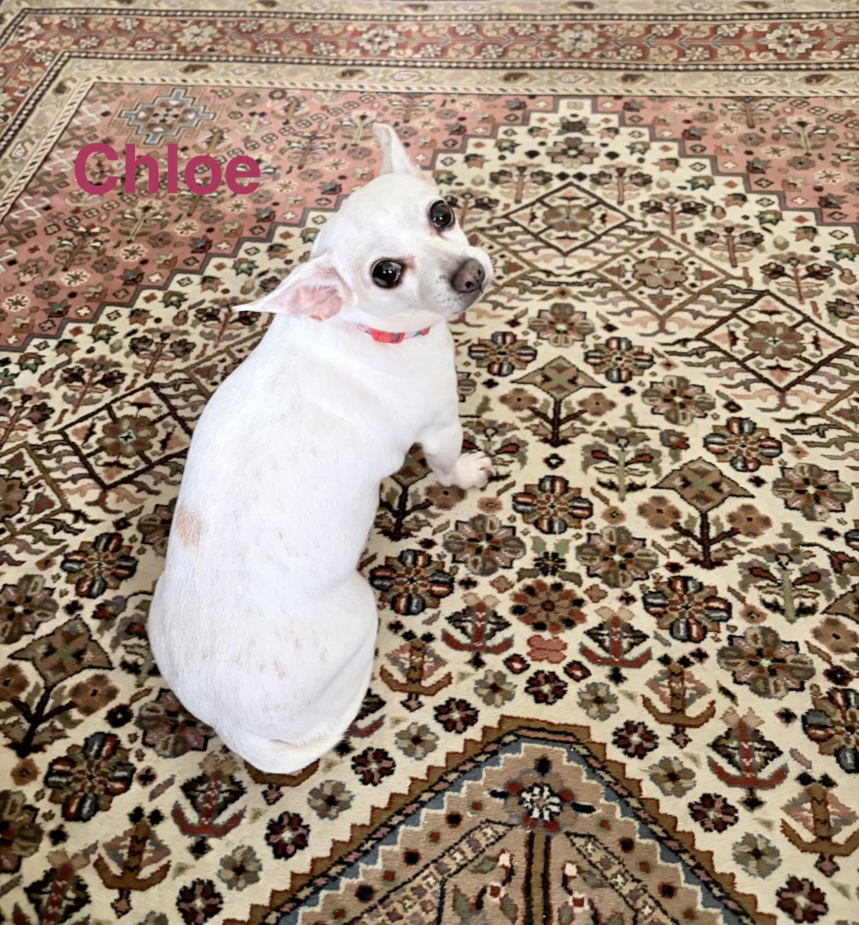 Enlarge CHLOE, a ADOPTABLE mixed breed in Madisonville, LA image 1/3