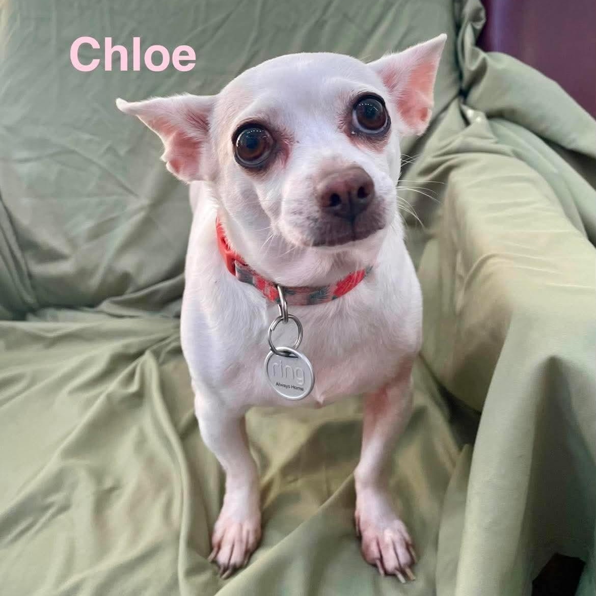 Enlarge CHLOE, a ADOPTABLE mixed breed in Madisonville, LA image 2/3
