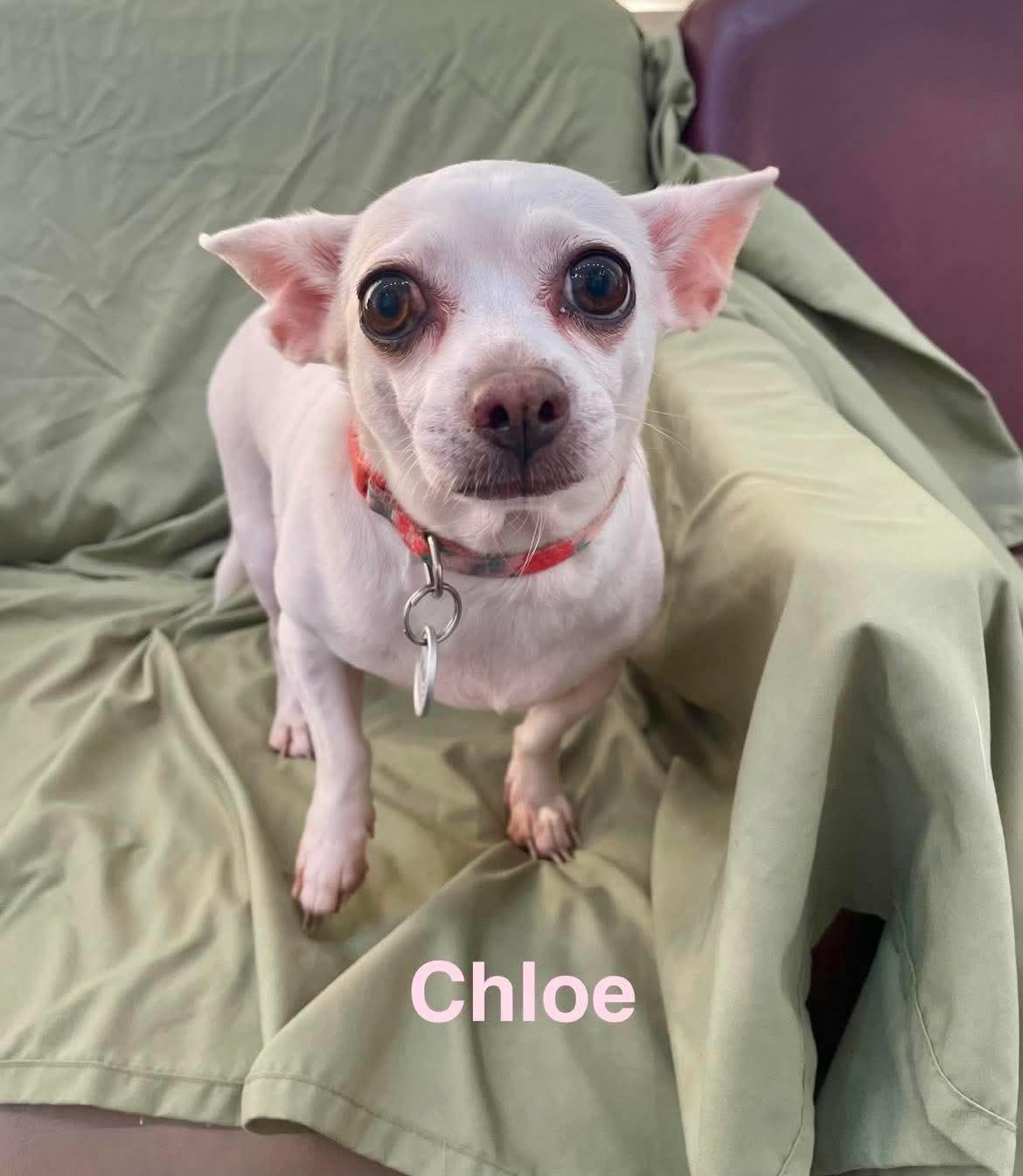 Enlarge CHLOE, a ADOPTABLE mixed breed in Madisonville, LA image 3/3