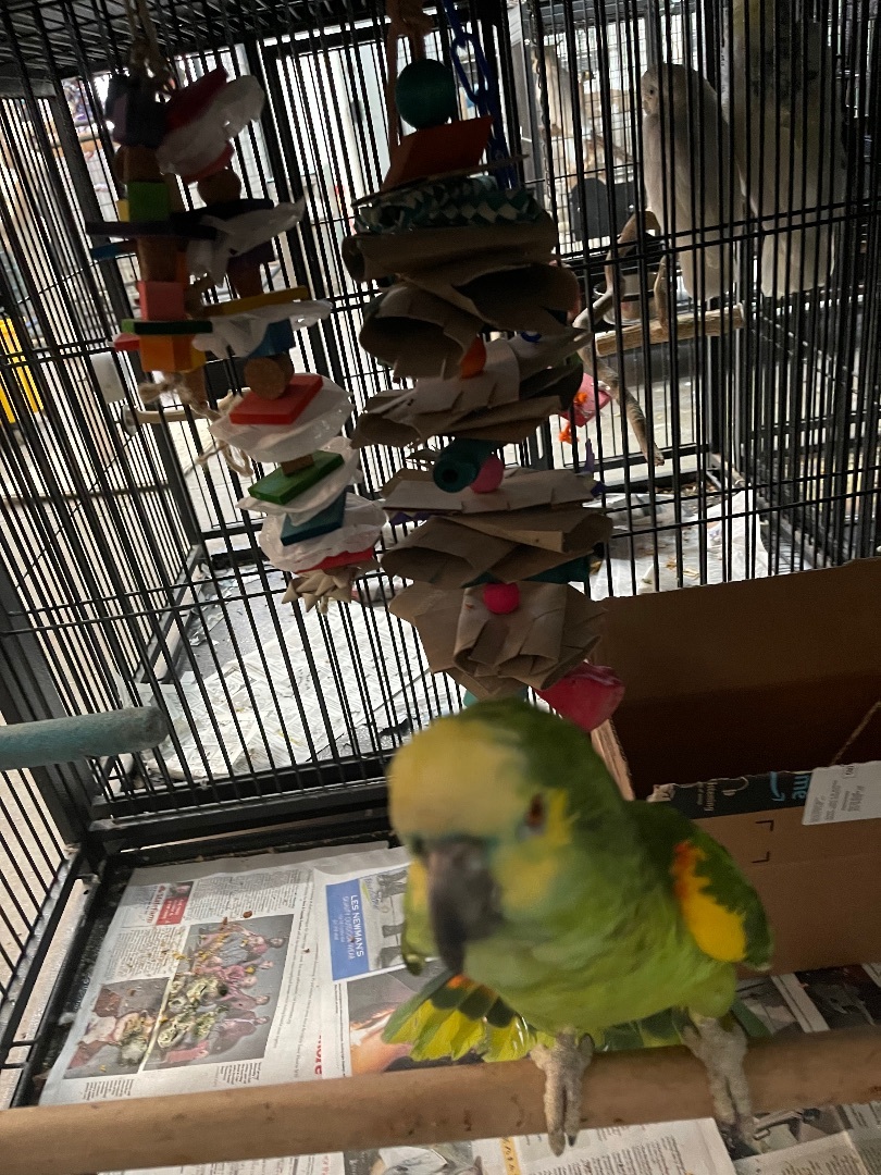 Nigel, Adoptable, Adult Male Amazon.