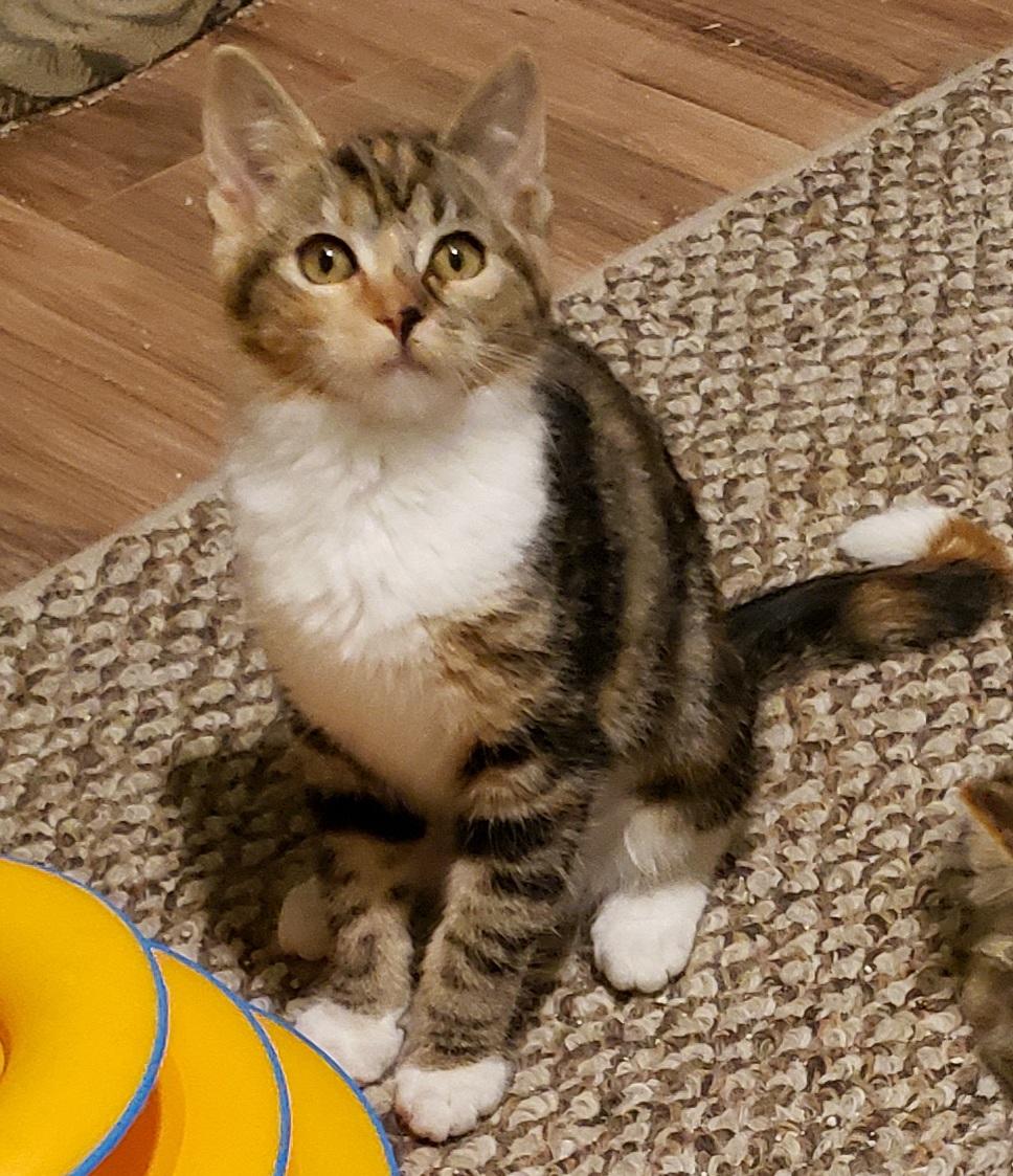 Moxie, ADOPTABLE, Young Female Domestic Short Hair.