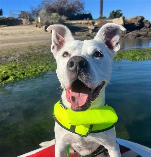 HOWIE, Adoptable, Adult Male Pit Bull Terrier & Mixed Breed.