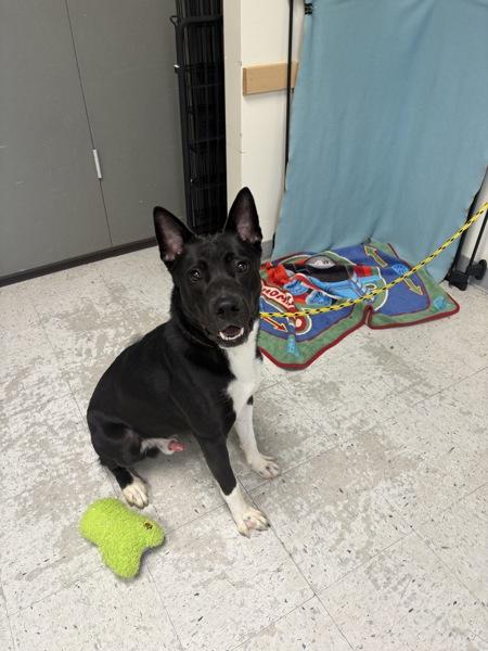 *Sparta*, Adoptable, Young Male Border Collie.