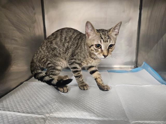 Enlarge TINY, a Adoptable Domestic Short Hair in Panama City, FL image 1/1