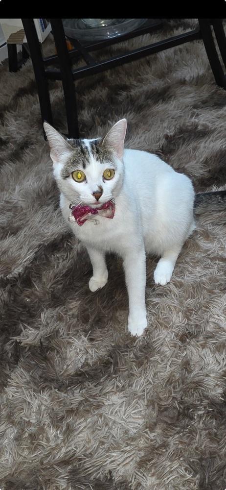 Brooklyn, Adoptable, Adult Female Domestic Short Hair.