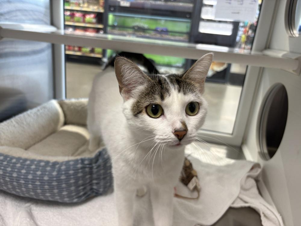 Enlarge Brooklyn, a Adoptable Domestic Short Hair in Wilson, NC image 2/5