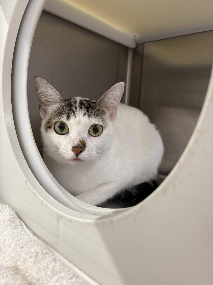 Brooklyn, a Adoptable Domestic Short Hair in Wilson, NC image 2/3