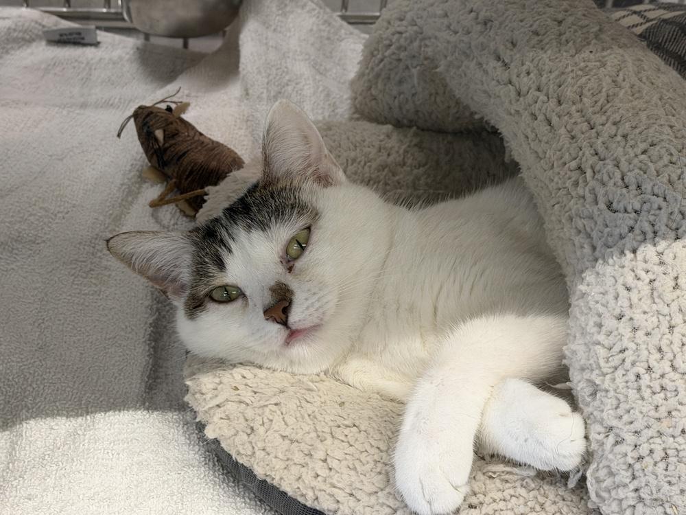 Enlarge Brooklyn, a Adoptable Domestic Short Hair in Wilson, NC image 3/6