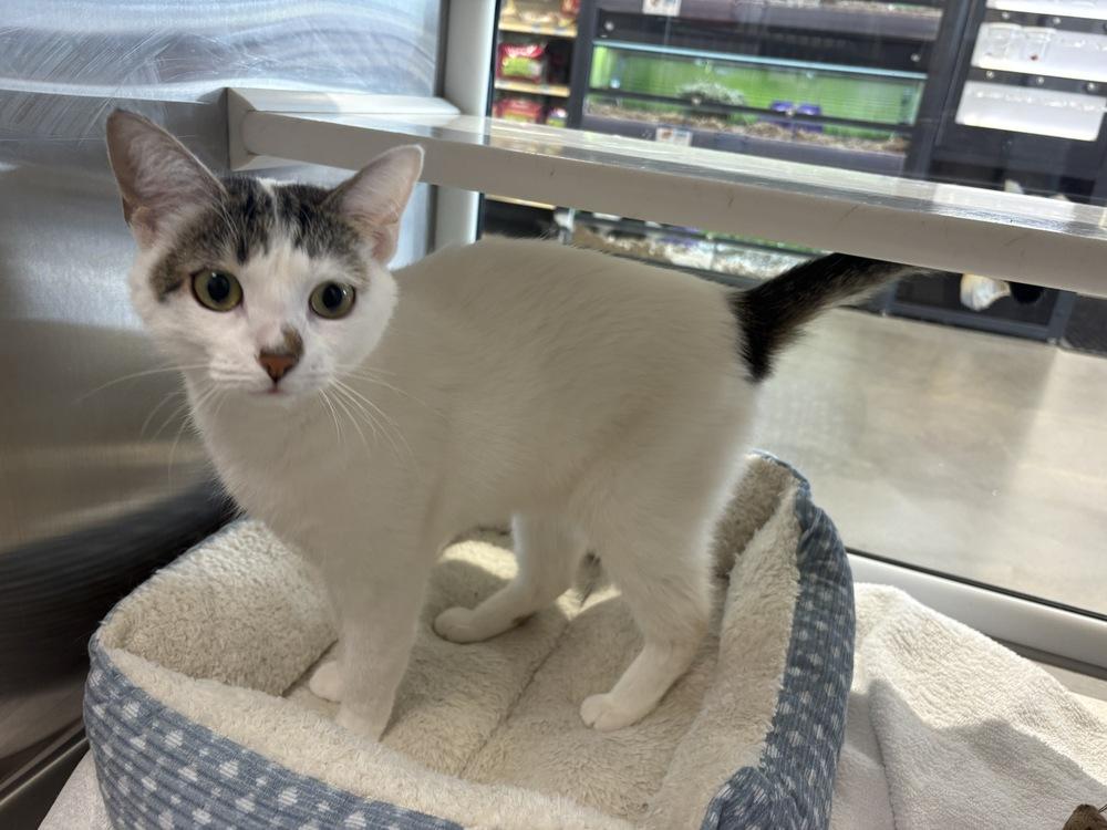 Enlarge Brooklyn, a Adoptable Domestic Short Hair in Wilson, NC image 4/5