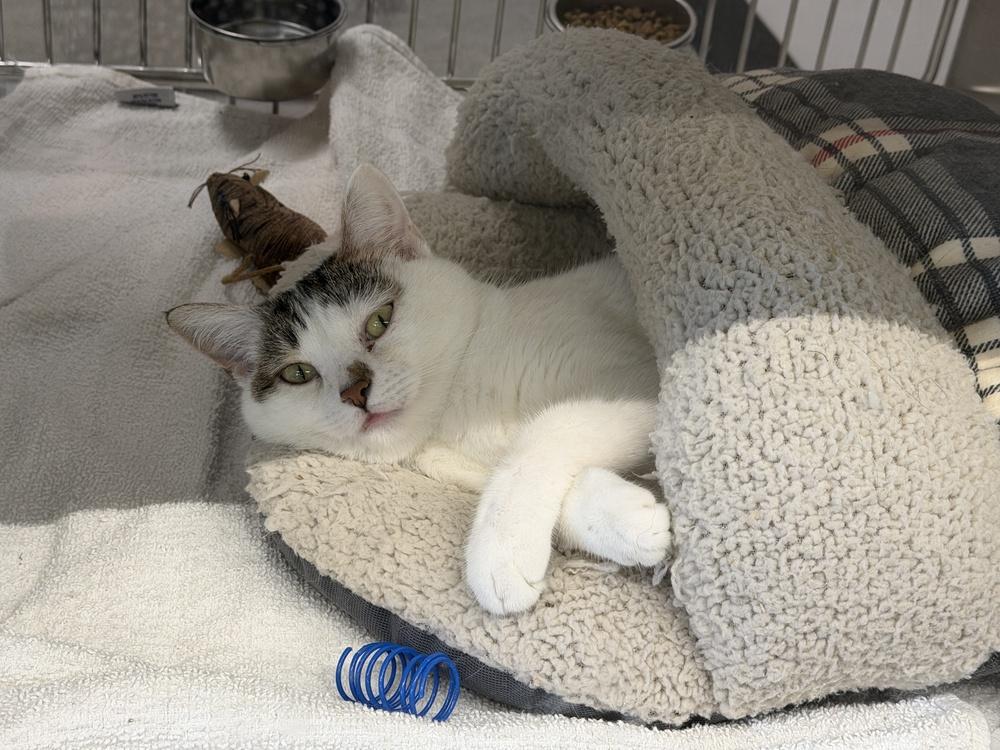 Enlarge Brooklyn, a Adoptable Domestic Short Hair in Wilson, NC image 5/6