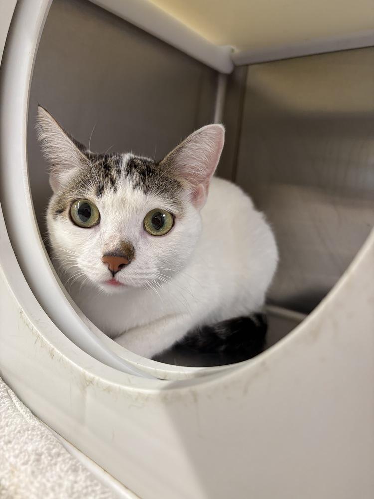 Brooklyn, a Adoptable Domestic Short Hair in Wilson, NC image 3/3