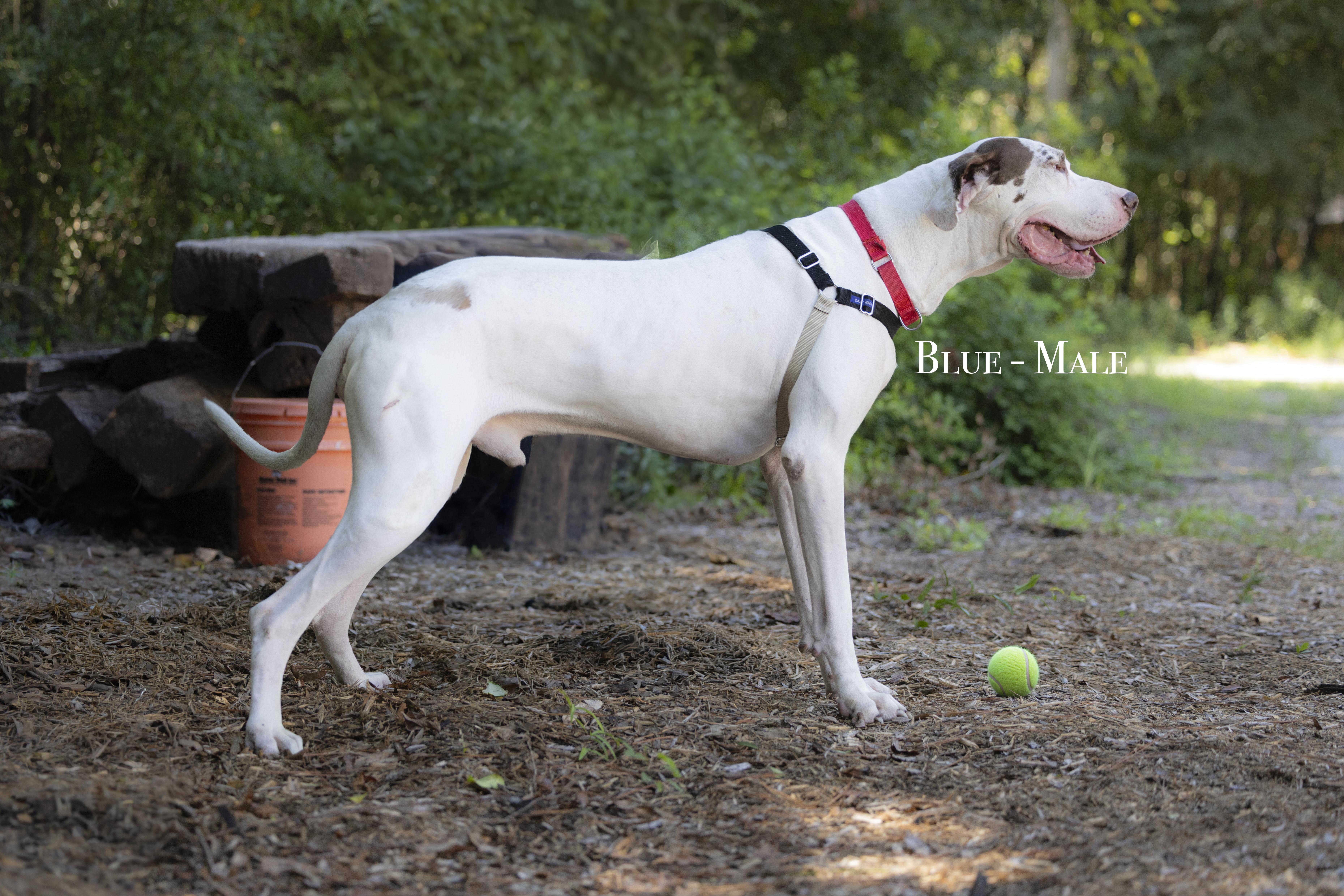 Enlarge Big Blue, a Adoptable Great Dane in Pawleys Island, SC image 2/2