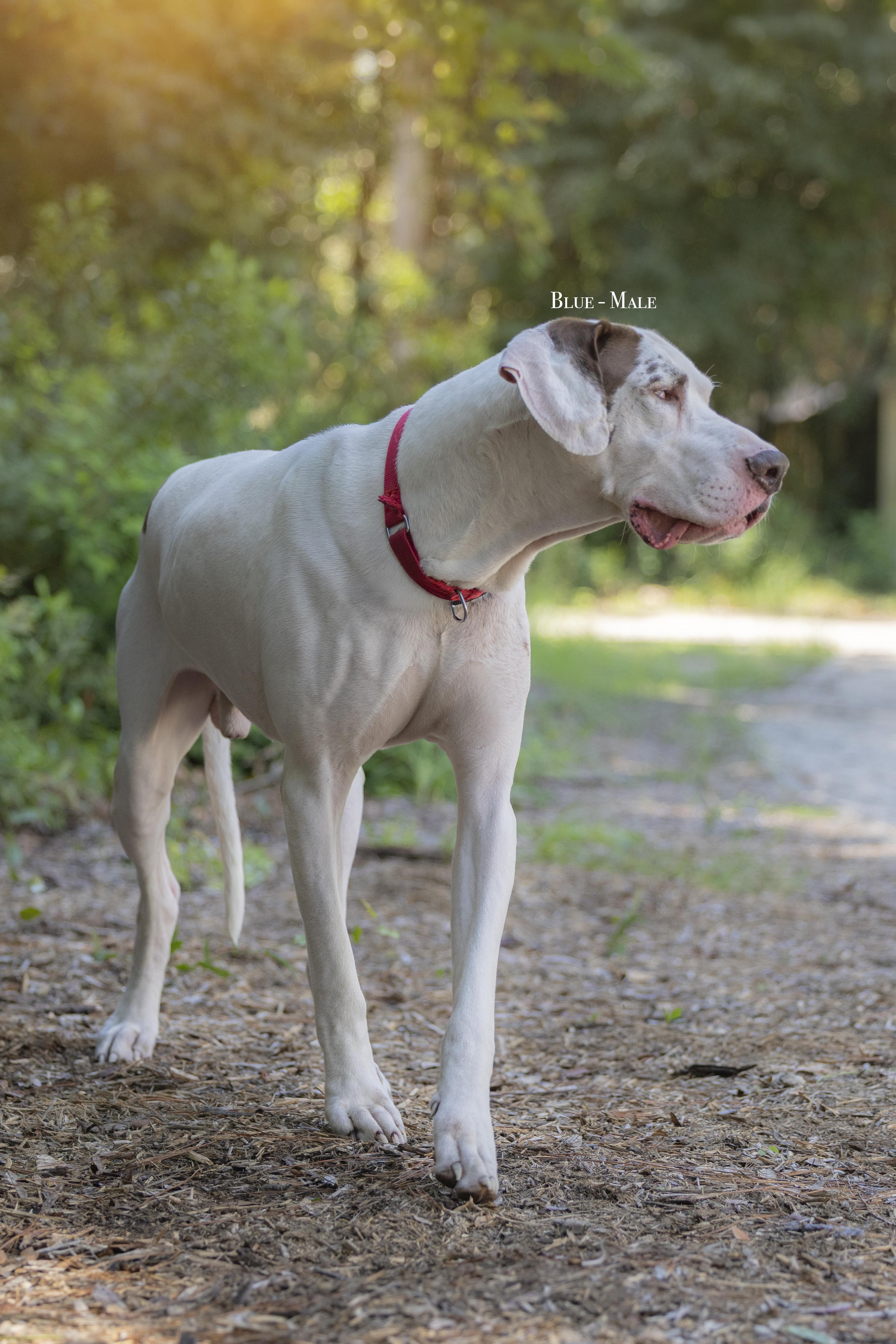 Big Blue, Adoptable, Adult Male Great Dane.