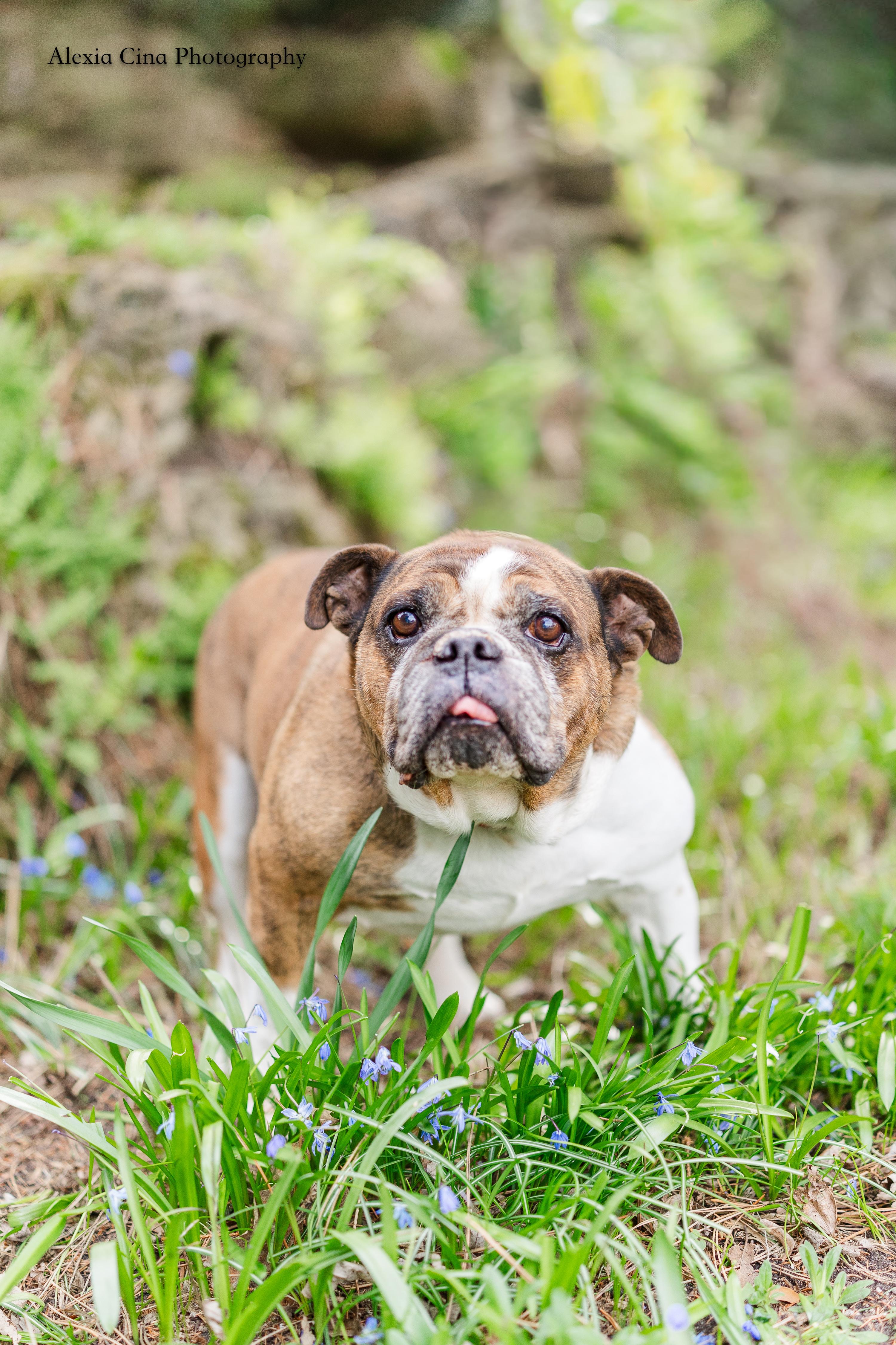 Dachi, ADOPTABLE, Adult Male English Bulldog.