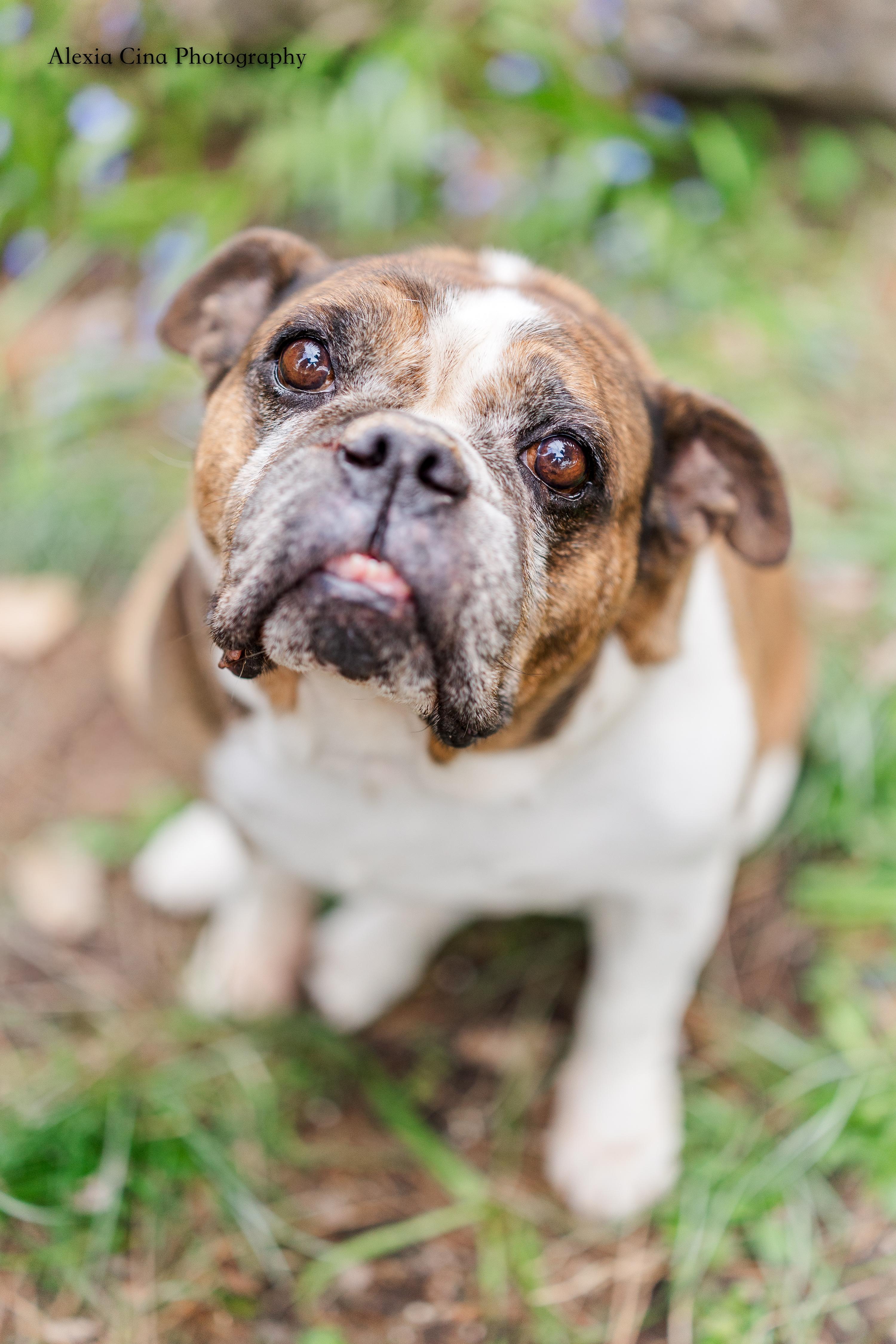 Enlarge Dachi, a ADOPTABLE English Bulldog in Drumbo, ON image 4/4