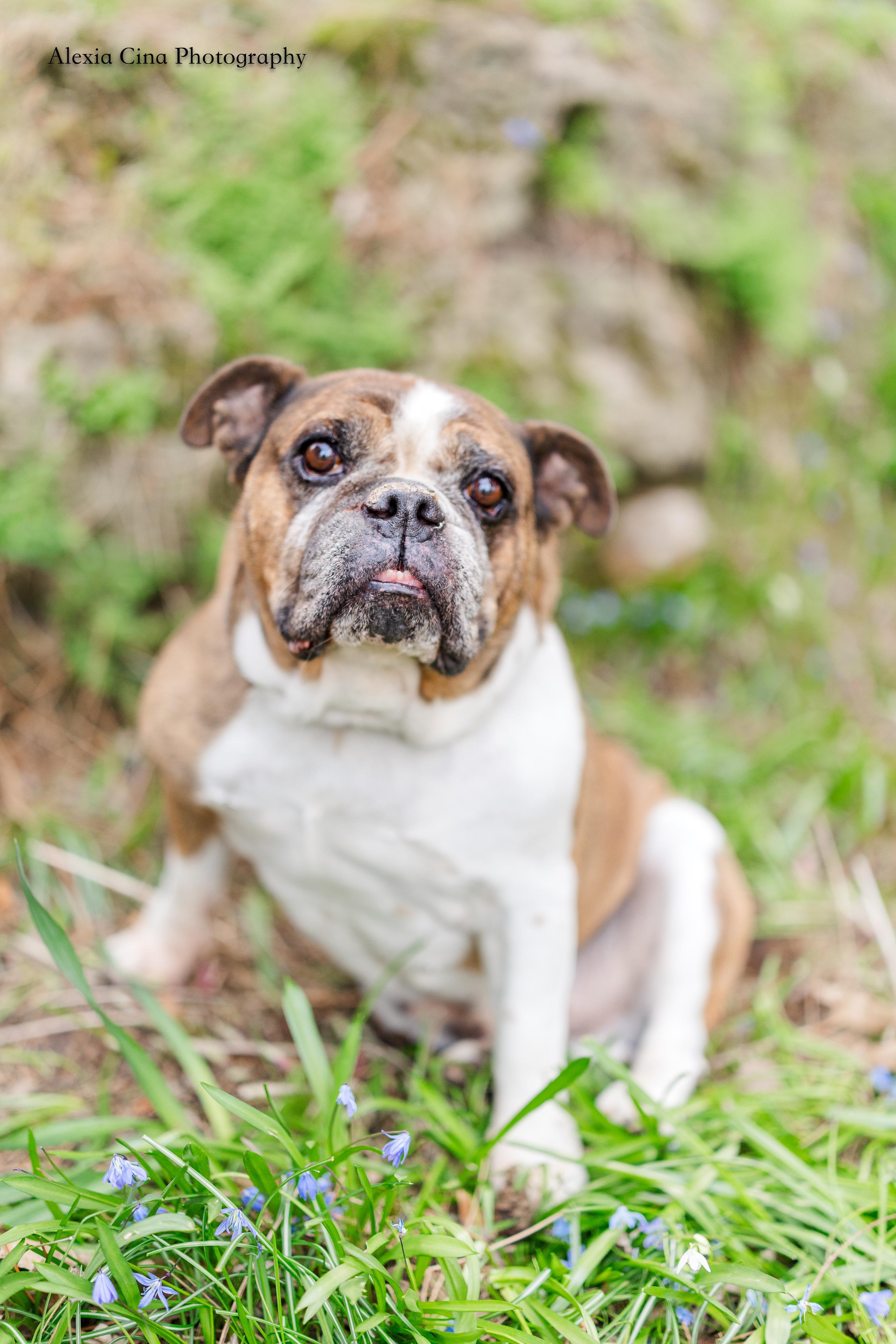 Enlarge Dachi, a ADOPTABLE English Bulldog in Drumbo, ON image 2/4