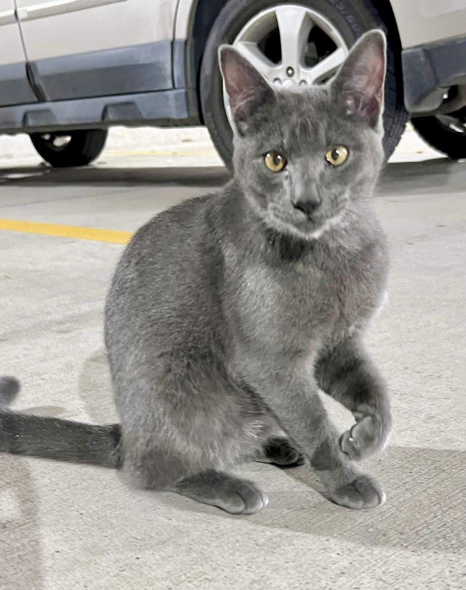 Enlarge Halo, a ADOPTABLE Russian Blue in Houston, TX image 4/6